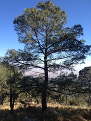 Pinus pseudostrobus apulcensis