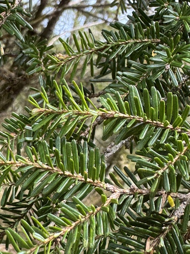 Tsuga chinensis