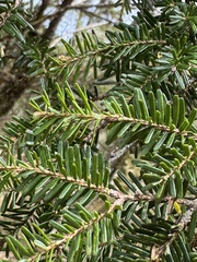 Tsuga chinensis