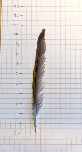 Plume de Hirondelle de rochers