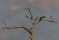 Turdus migratorius image