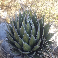 Agave ghiesbreghtii