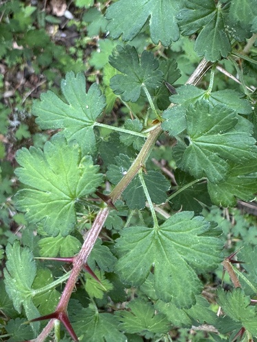 Ribes formosanum, photograph 5
