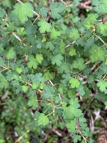 Ribes formosanum, photograph 6