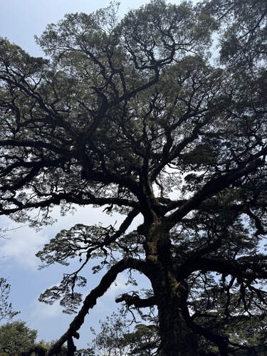 Tsuga chinensis, photograph 2