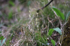Carex alba
