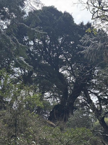 Tsuga chinensis, photograph 3