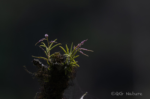 Schoenorchis gemmata, photograph 1