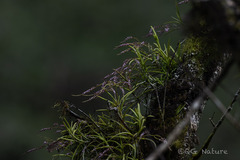 Schoenorchis gemmata