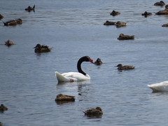 Cygnus melancoryphus
