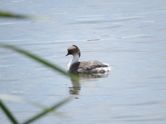 Podiceps occipitalis