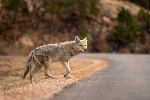 Coyote photographed in South Dakota