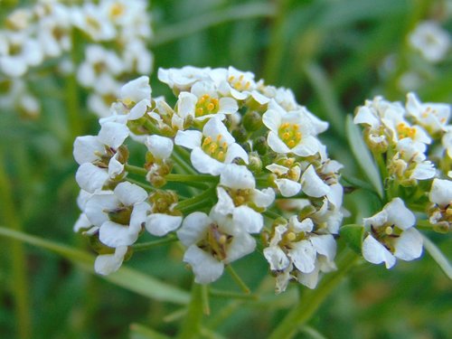 Primorska češljika (Lobularia maritima)