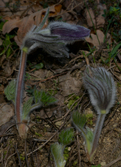 Pulsatilla montana