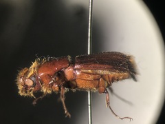 Tesserocerus