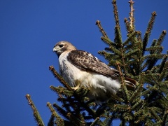 Buteo jamaicensis