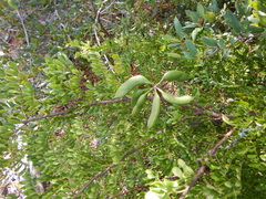 Vachellia choriophylla