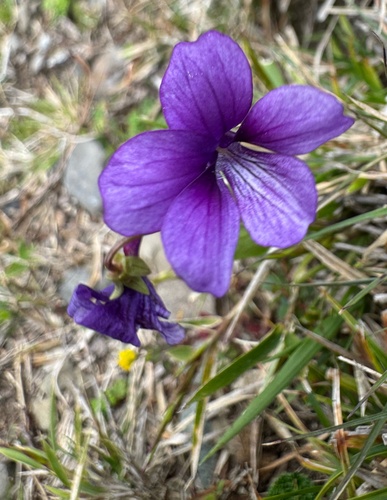 Viola mandshurica, photograph 3