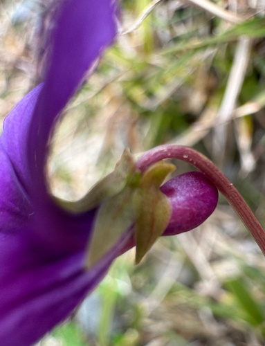 Viola mandshurica, photograph 4