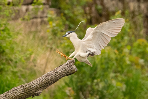 Black-crowned Night Heron photographed in Illinois