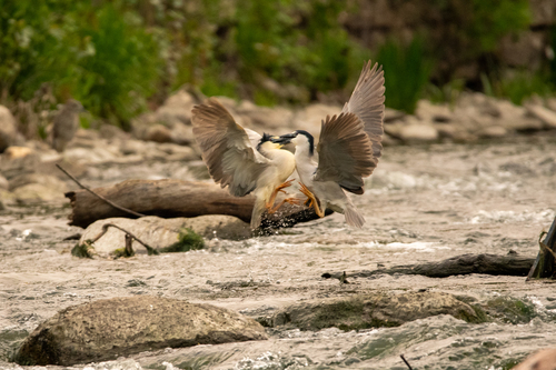 Black-crowned Night Heron photographed in Illinois