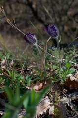 Pulsatilla montana