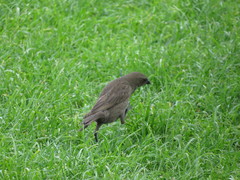 Molothrus bonariensis