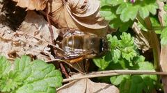 Anthophora villosula