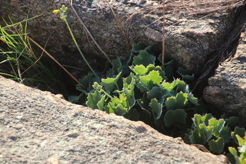 Senecio image