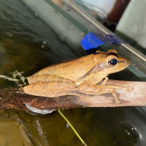 Chunam Tree Frog