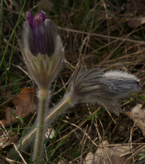 Pulsatilla montana