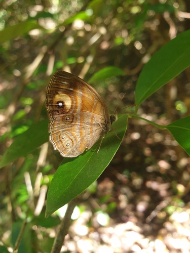 Glad-eye Bushbrown