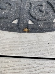 Polistes dominula