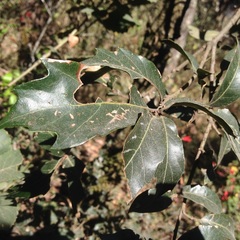 Quercus laurina
