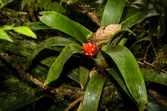 Guzmania desautelsii