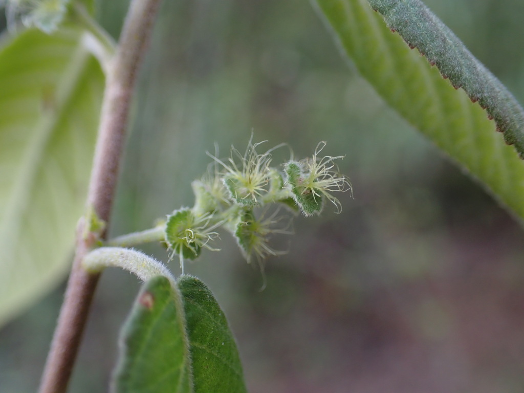 Acalypha decaryana Leandri
