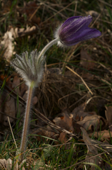 Pulsatilla montana