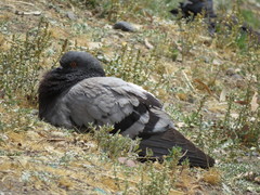 Columba livia domestica