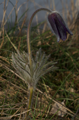Pulsatilla montana