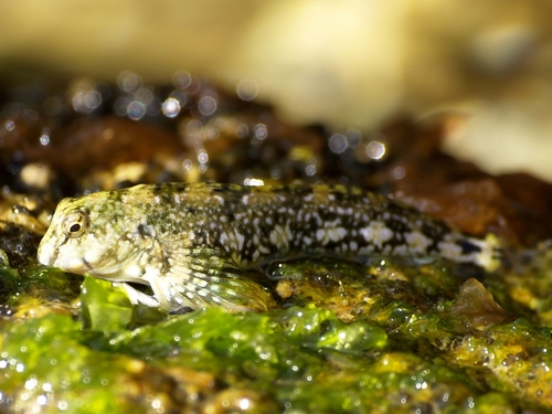 Montagu's Blenny