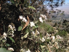 Ageratina glabrata