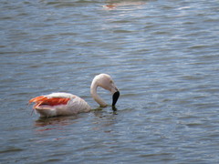 Phoenicopterus chilensis