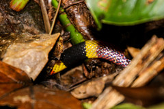 Micrurus mosquitensis