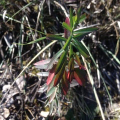 Euphorbia furcillata