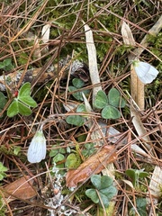 (c) chrisdt, some rights reserved (CC BY) Oxalis griffithii, photograph (c) chrisdt, some rights reserved (CC BY)