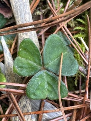 Oxalis griffithii, photograph (c) chrisdt, some rights reserved (CC BY)
