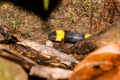 Micrurus mosquitensis