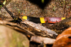 Micrurus mosquitensis