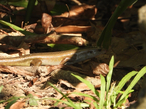 Common Sun Skink