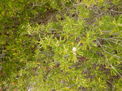 Strumpfia maritima